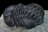 Nice, Austerops Trilobite - Visible Eye Facets #165913-3